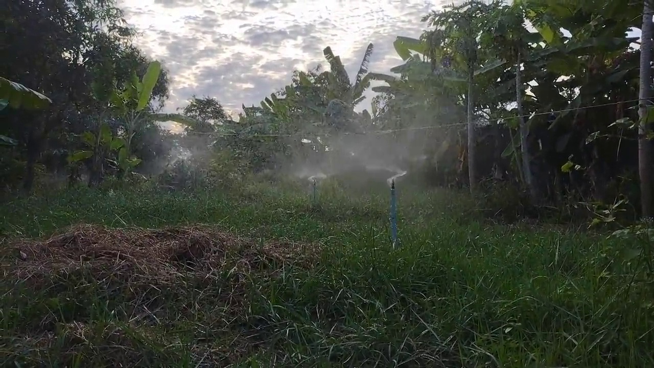 花园里的洒水器。视频素材