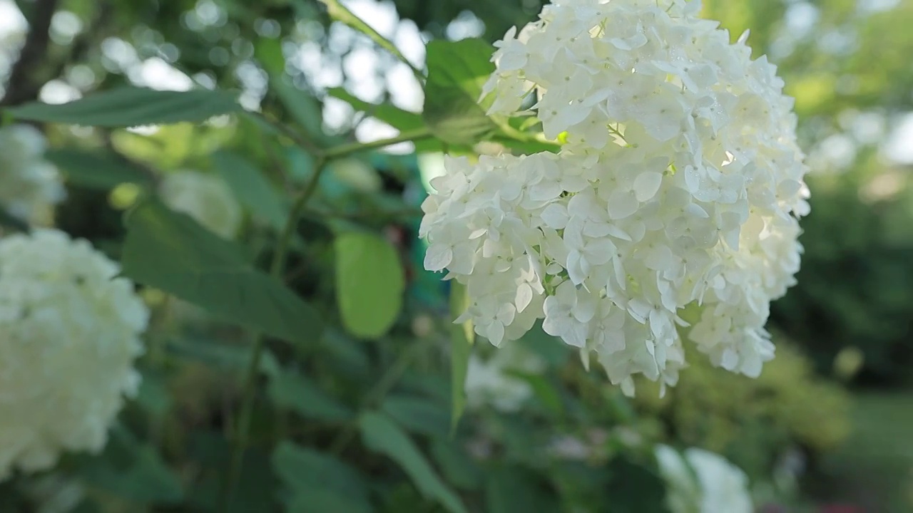 夏天的花绣球。视频素材