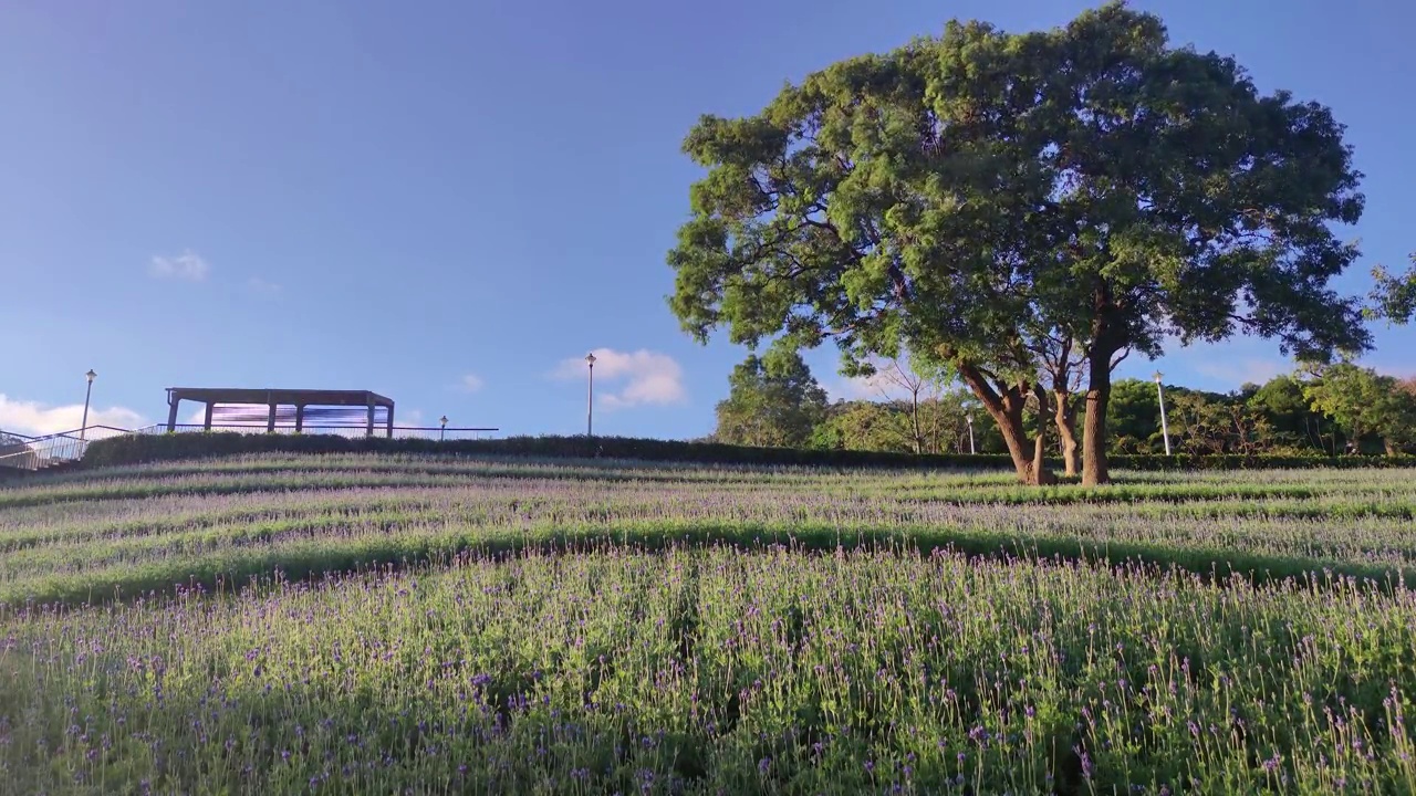 花节期间，台湾台北市北投区三增池城市公园，阳光明媚，山腰上五彩缤纷的花海，蓝天碧空视频素材