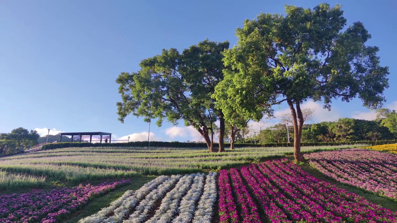 花节期间，台湾台北市北投区三增池城市公园，阳光明媚，山腰上五彩缤纷的花海，蓝天碧空视频素材