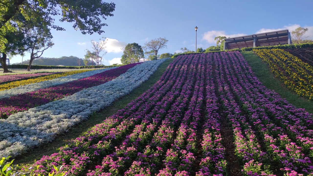 花节期间，台湾台北市北投区三增池城市公园，阳光明媚，山腰上五彩缤纷的花海，蓝天碧空视频下载