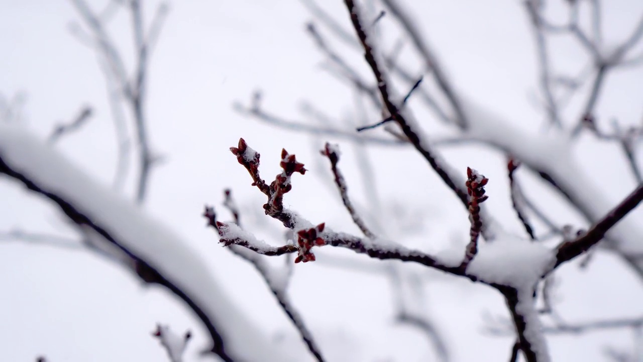 雪落视频素材