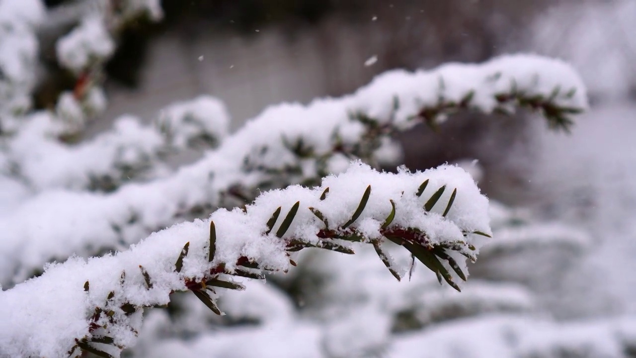 雪落视频素材