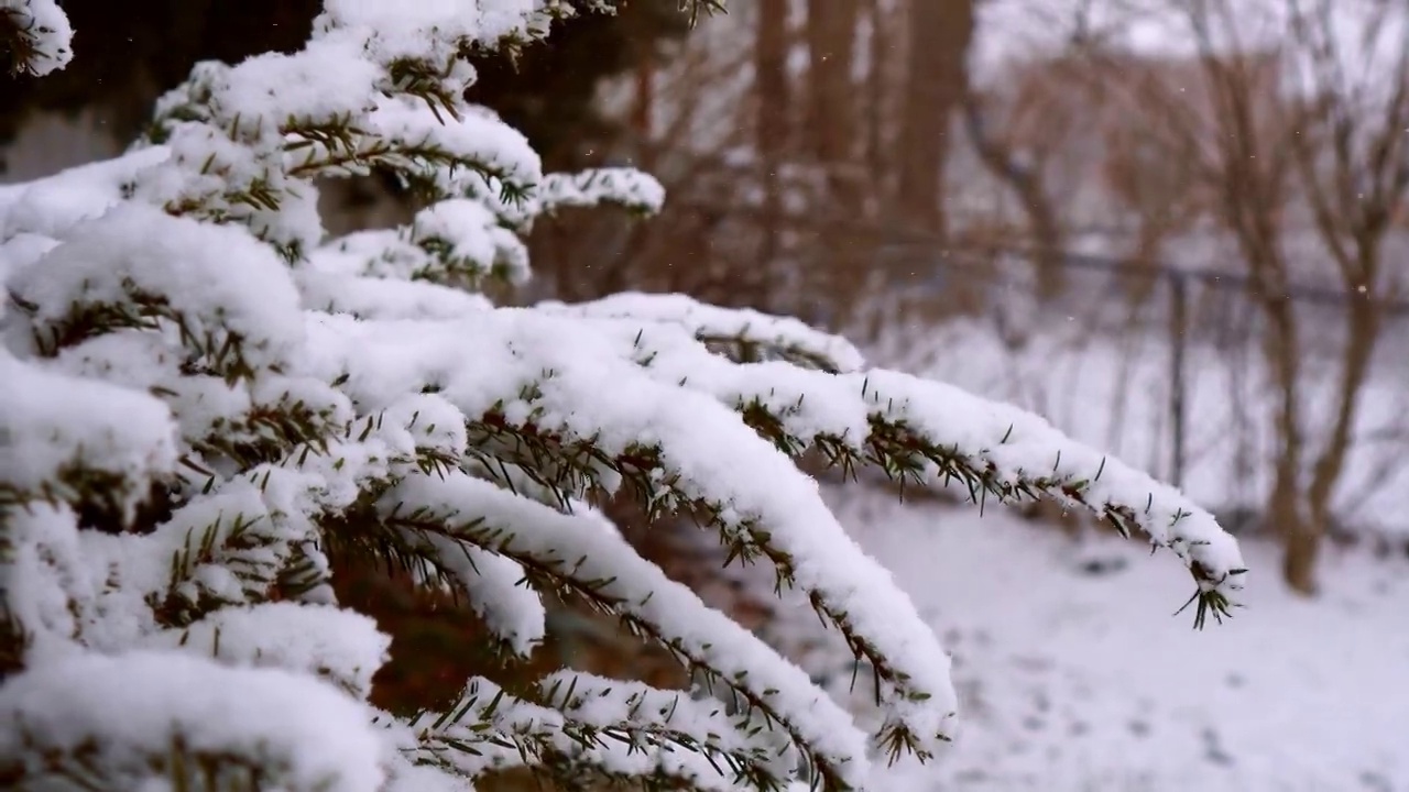 雪落视频素材