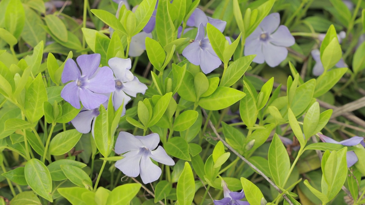 小长春花，长春花视频素材