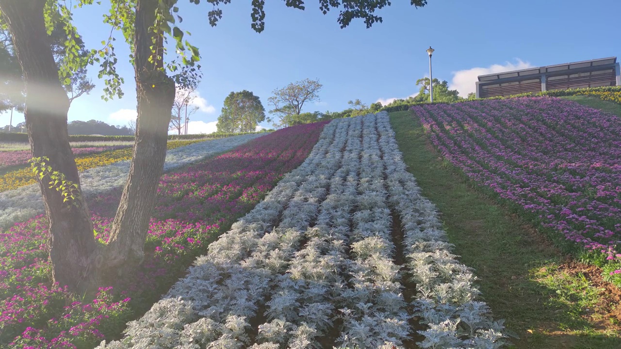 花节期间，台湾台北市北投区三增池城市公园，阳光明媚，山腰上五彩缤纷的花海，蓝天碧空视频素材