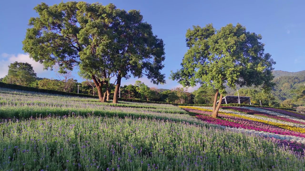 花节期间，台湾台北市北投区三增池城市公园，阳光明媚，山腰上五彩缤纷的花海，蓝天碧空视频素材