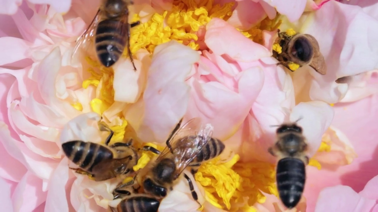 蜜蜂和大黄蜂在花中采集花蜜和花粉视频素材