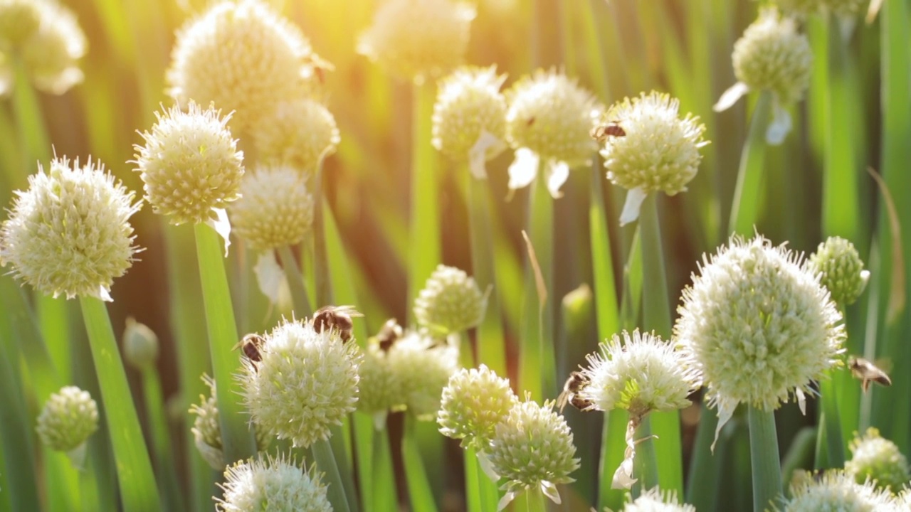 蜜蜂和大黄蜂在采集花蜜和花粉视频素材