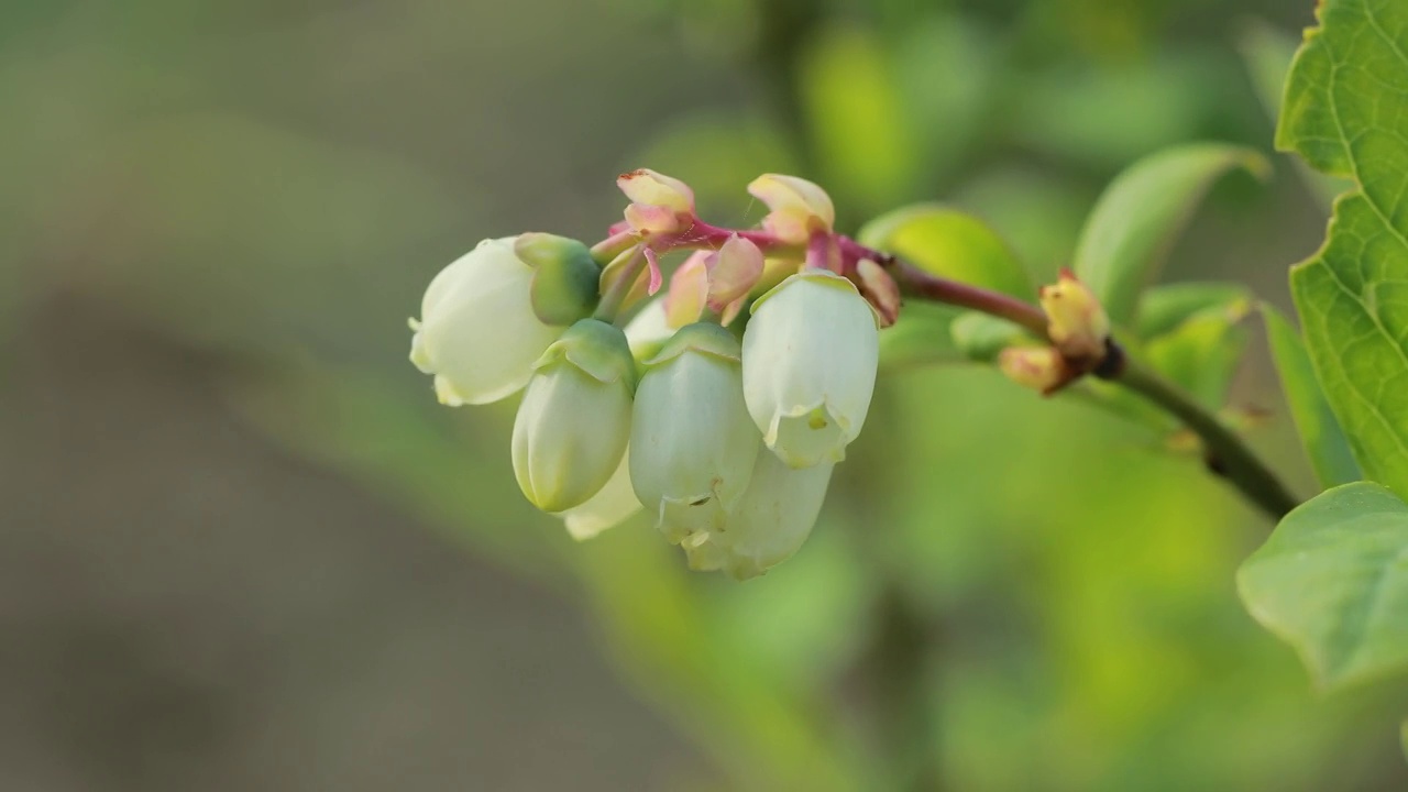 花期视频素材