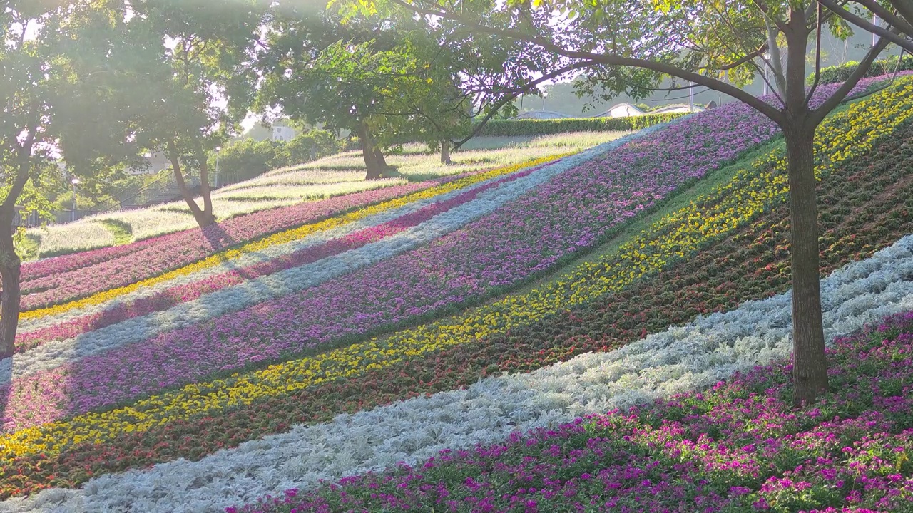 花节期间，台湾台北市北投区三增池城市公园，阳光明媚，山腰上五彩缤纷的花海，蓝天碧空视频下载