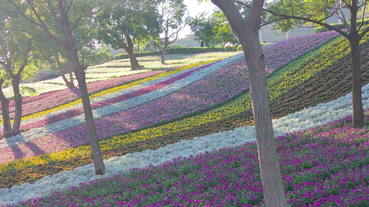 花节期间，台湾台北市北投区三增池城市公园，阳光明媚，山腰上五彩缤纷的花海，蓝天碧空视频素材