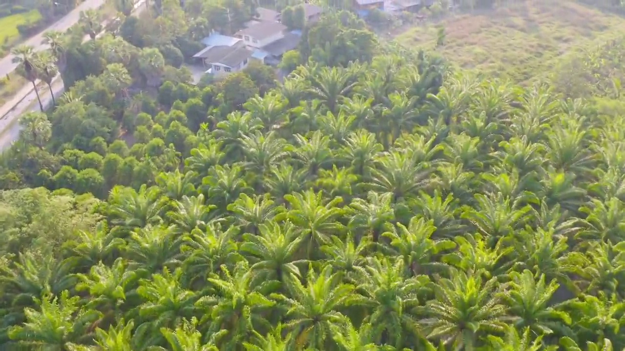 在夏季，从国家公园的热带森林鸟瞰郁郁葱葱的绿树。自然景观。模式纹理背景。视频素材