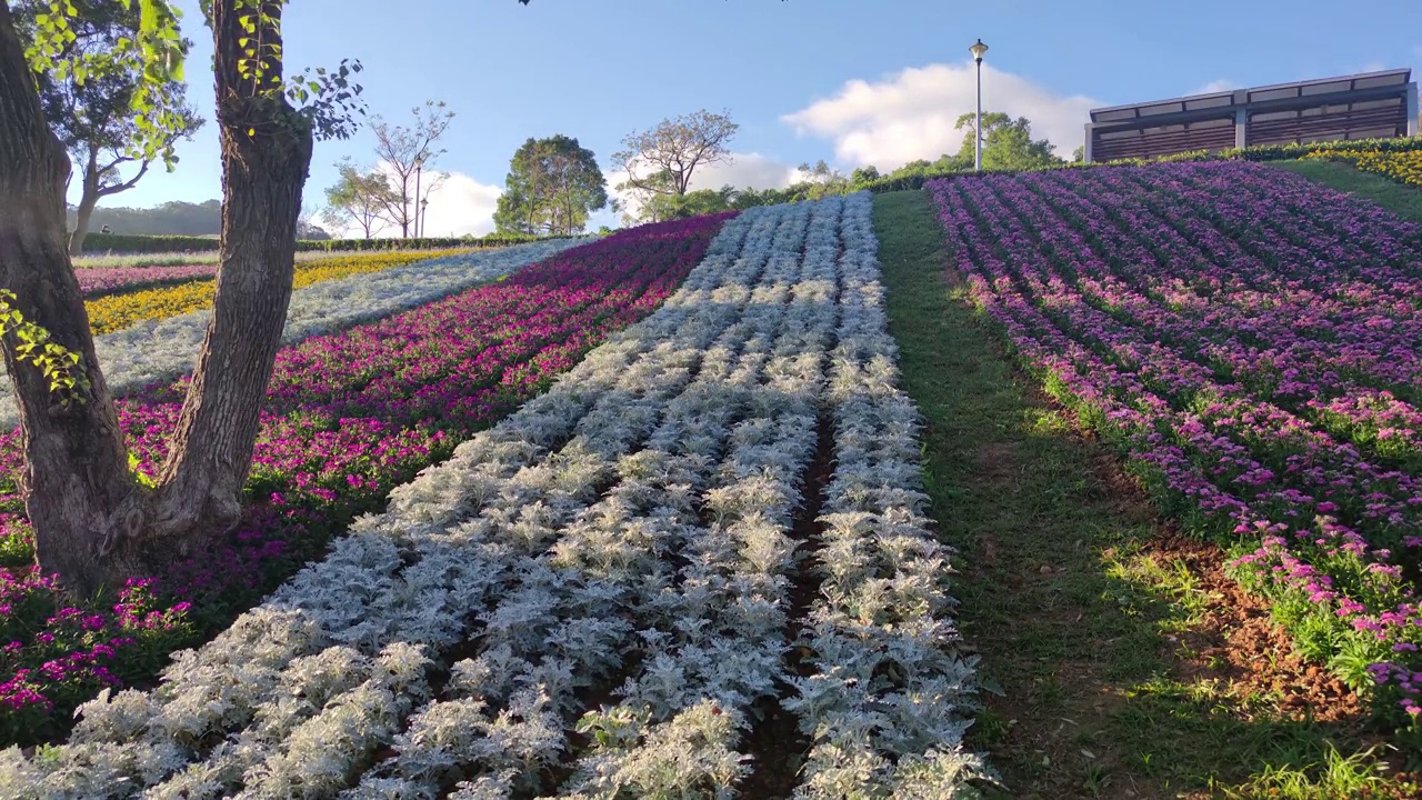 花节期间，台湾台北市北投区三增池城市公园，阳光明媚，山腰上五彩缤纷的花海，蓝天碧空视频下载