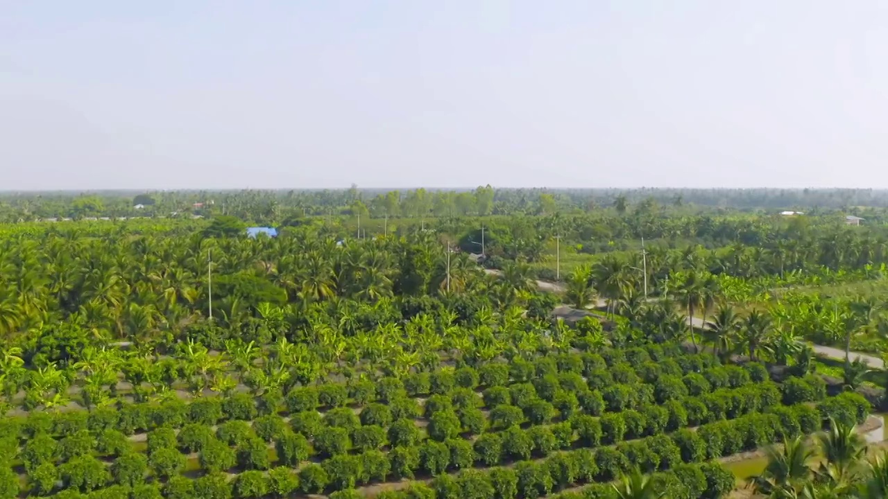 在夏季，从国家公园的热带森林鸟瞰郁郁葱葱的绿树。自然景观。模式纹理背景。视频素材