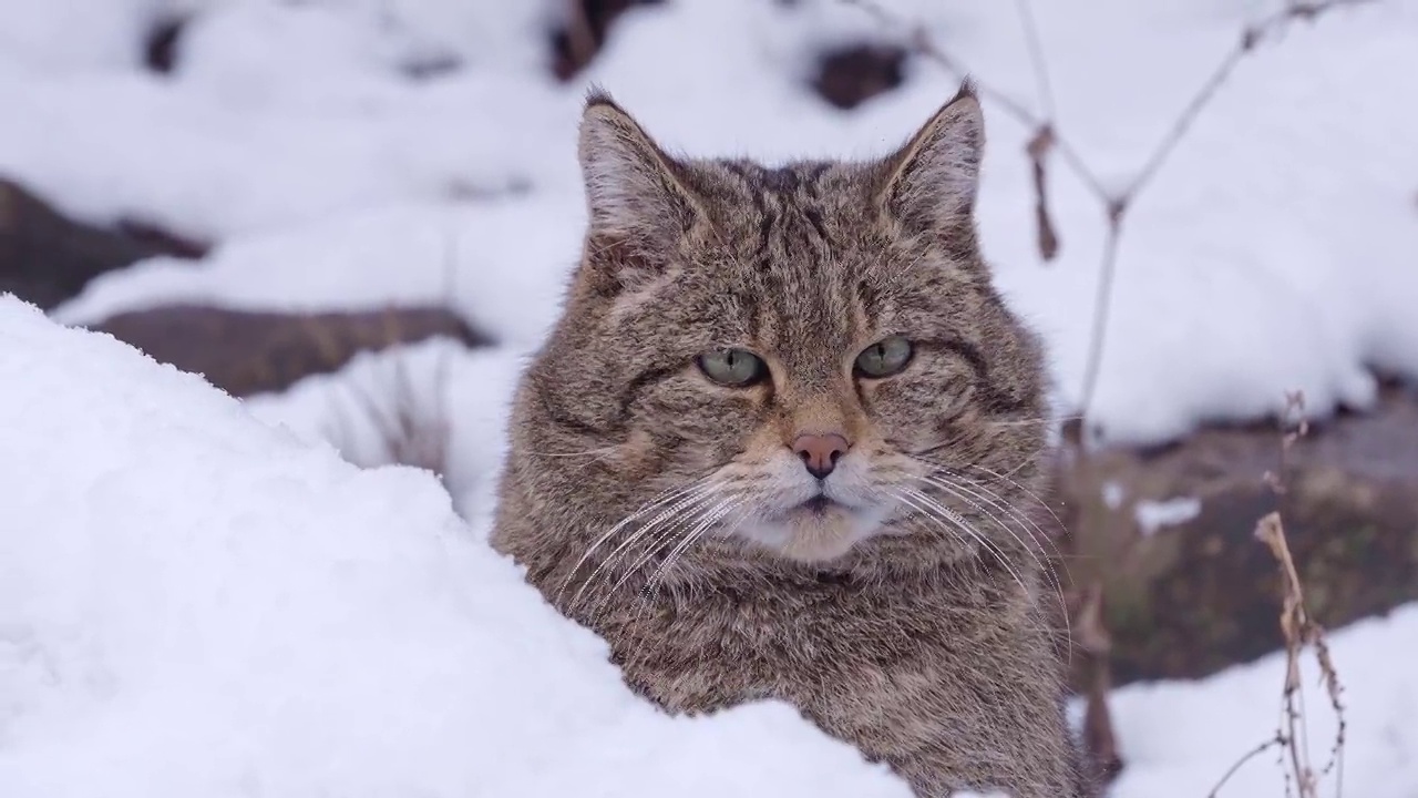 冬季欧洲野猫(Felis silvestris)视频素材