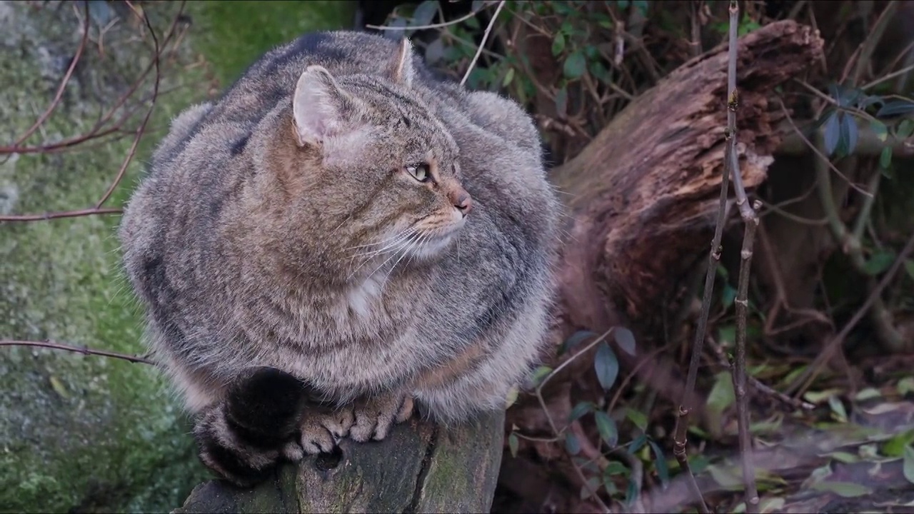 欧洲野猫(Felis silvestris)视频素材