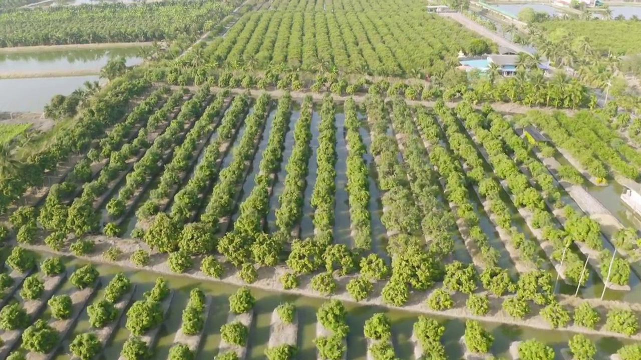 在夏季，从国家公园的热带森林鸟瞰郁郁葱葱的绿树。自然景观。模式纹理背景。视频素材