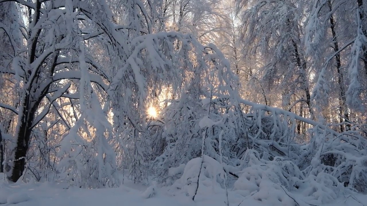 美丽的冬季自然背景，阳光的光线透过树林的树枝照在雪地里视频素材