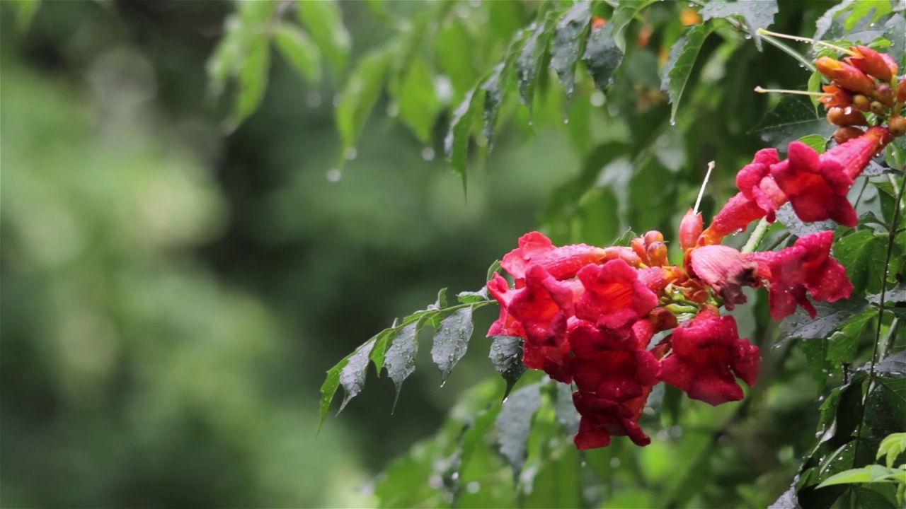 红色的花花园在夏天温暖的雨视频素材