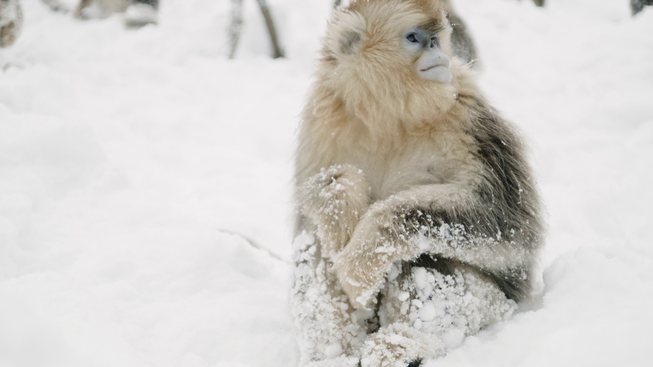 中国，金丝猴坐在雪地里视频素材