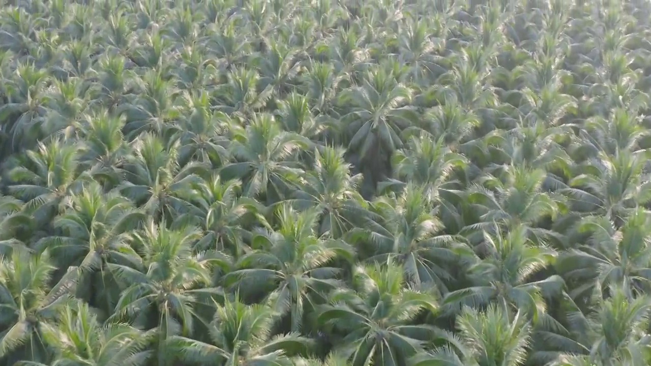 在夏季，从国家公园的热带森林鸟瞰郁郁葱葱的绿树。自然景观。模式纹理背景。视频素材