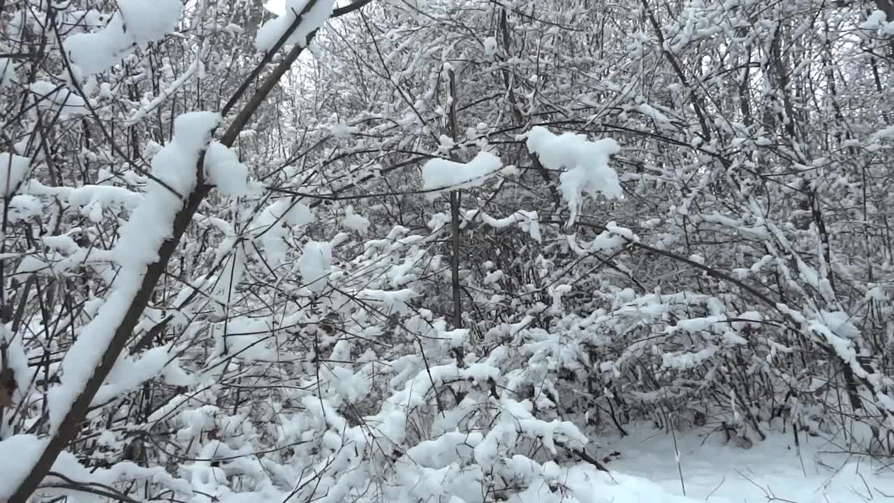 男子穿过雪原森林视频素材