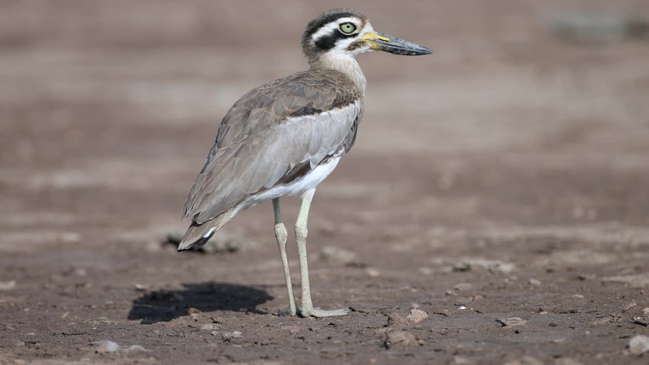 大厚膝鸟:成年大厚膝鸟或大石鸻(Esacus recurvirostris)。视频素材