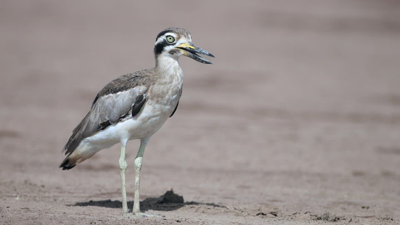 大厚膝鸟:成年大厚膝鸟或大石鸻(Esacus recurvirostris)。视频素材