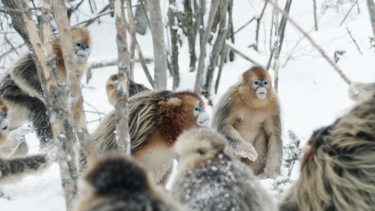 中国，金丝猴大战视频素材