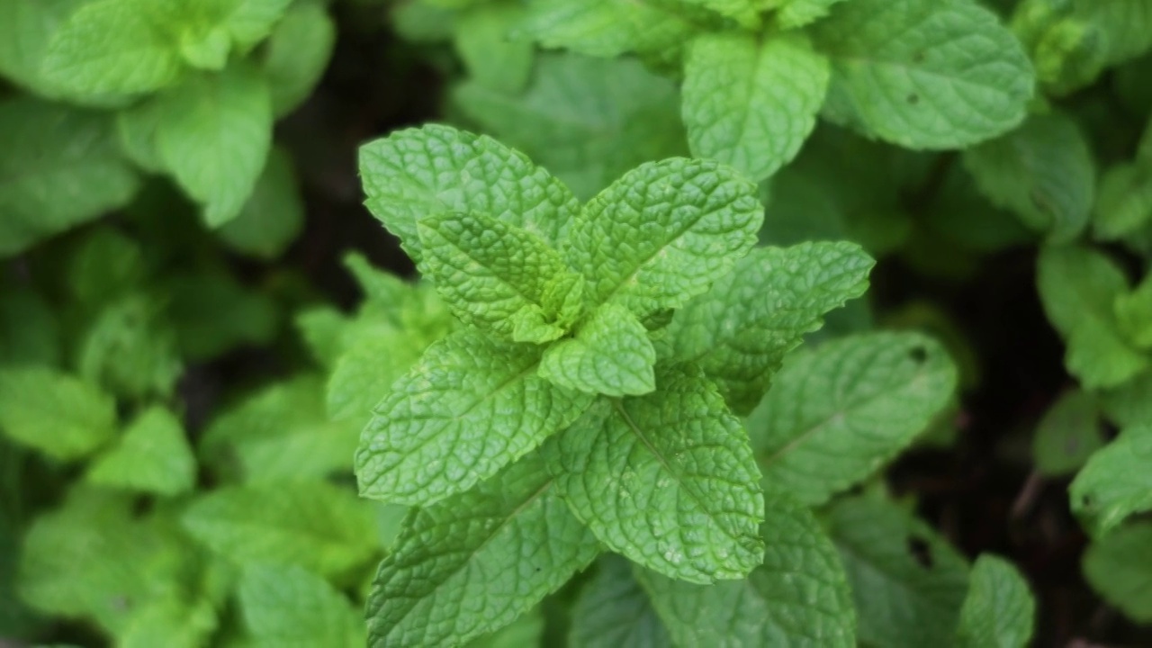 关闭薄荷植物/种植园视频素材