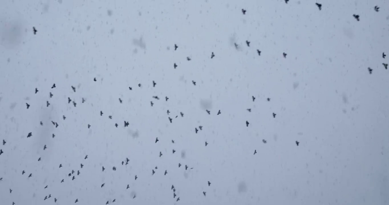 在加拿大温哥华的一场暴风雪中，鸟儿在天空中飞翔视频下载