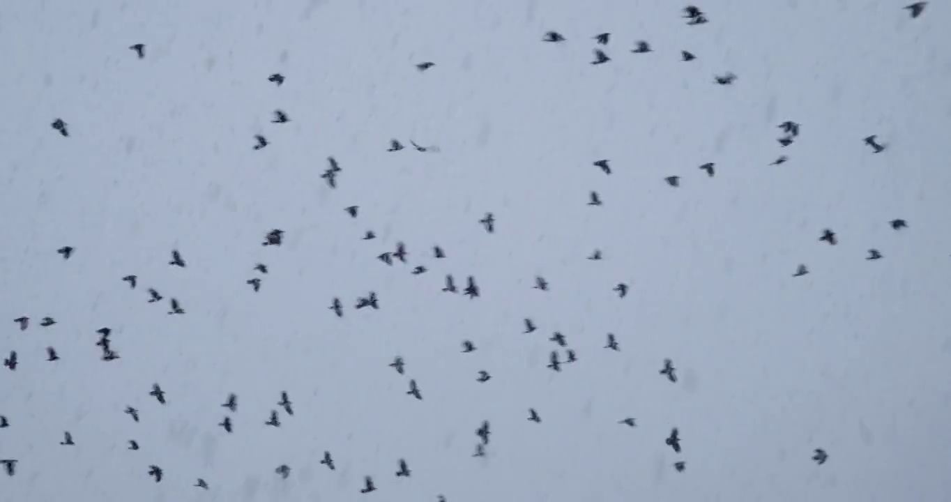 在加拿大温哥华的一场暴风雪中，鸟儿在天空中飞翔视频下载