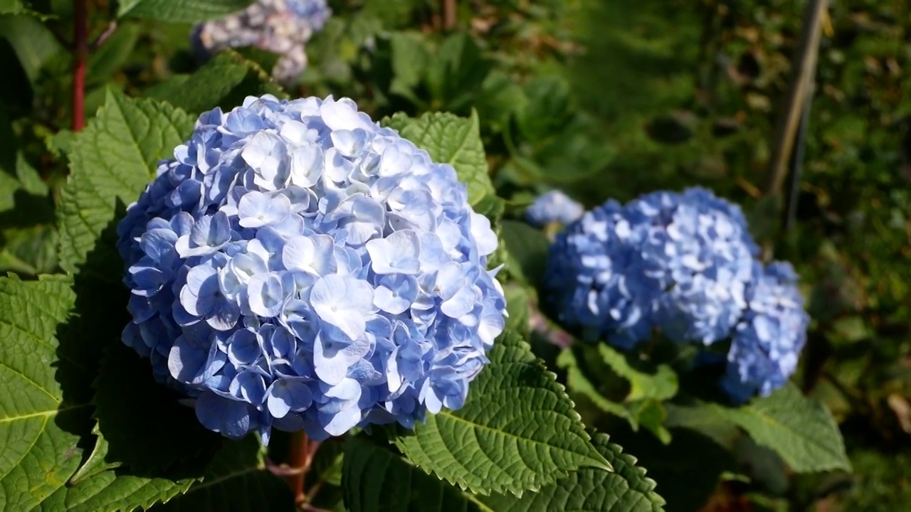 蓝色绣球花背景。视频素材