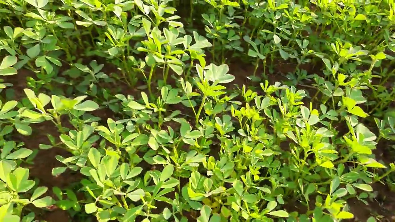 胡芦巴植物在野外。视频素材