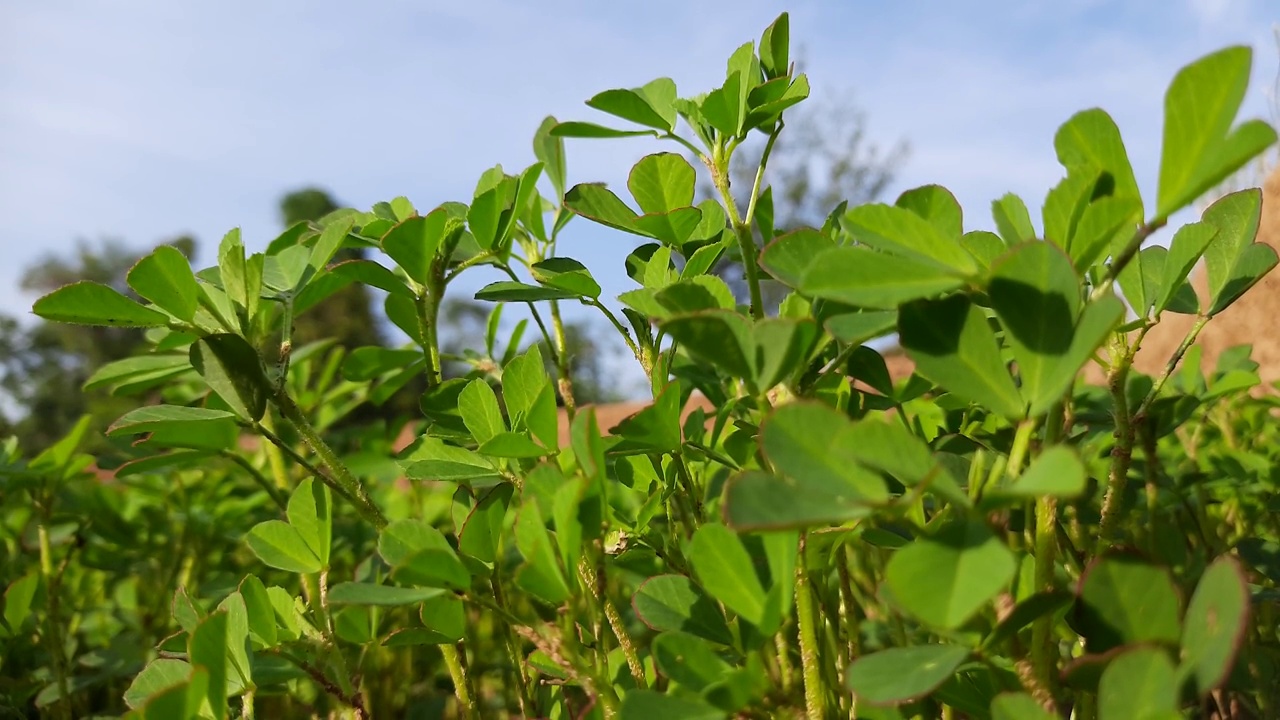 菜园子中的胡芦巴属植物。视频素材