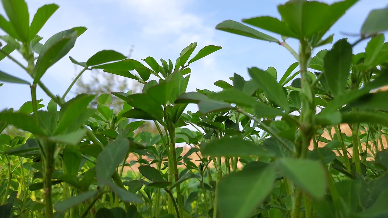 胡芦巴植物在野外。视频素材