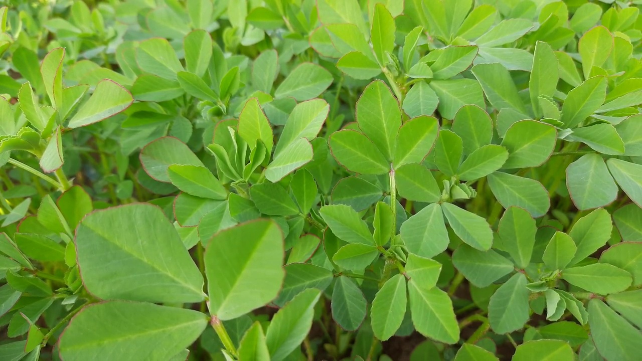 胡芦巴植物在野外。视频素材