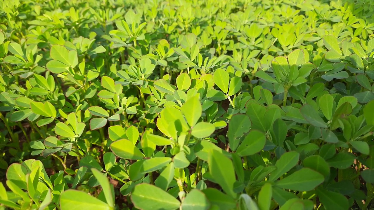 菜园子中的胡芦巴属植物。视频素材