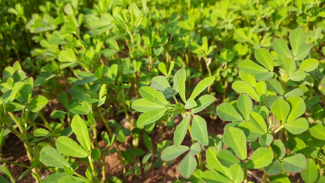 菜园子中的胡芦巴属植物。视频素材