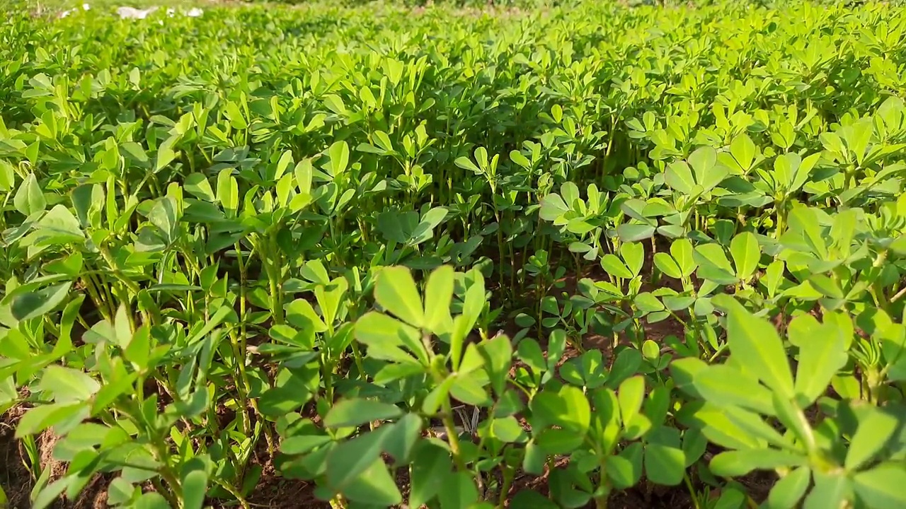 菜园子中的胡芦巴属植物。视频素材