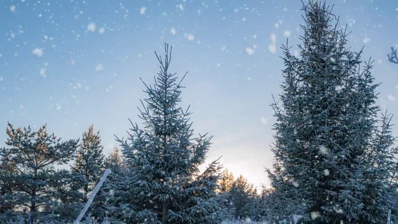 美丽的雪覆盖景观在冬季阳光明媚的早晨。摄像机从树顶向下移动。视频素材