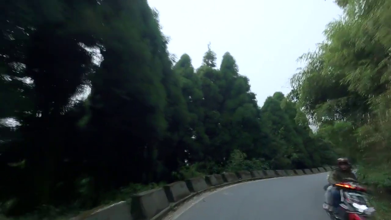 美丽的道路内的松树林在喜马拉雅山脉雾天。从移动的汽车上看。视频下载