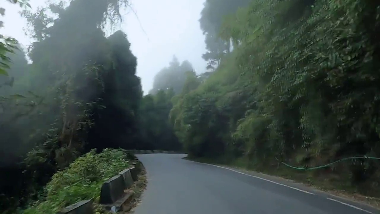 美丽的道路内的松树林在喜马拉雅山脉雾天。从移动的汽车上看。视频素材