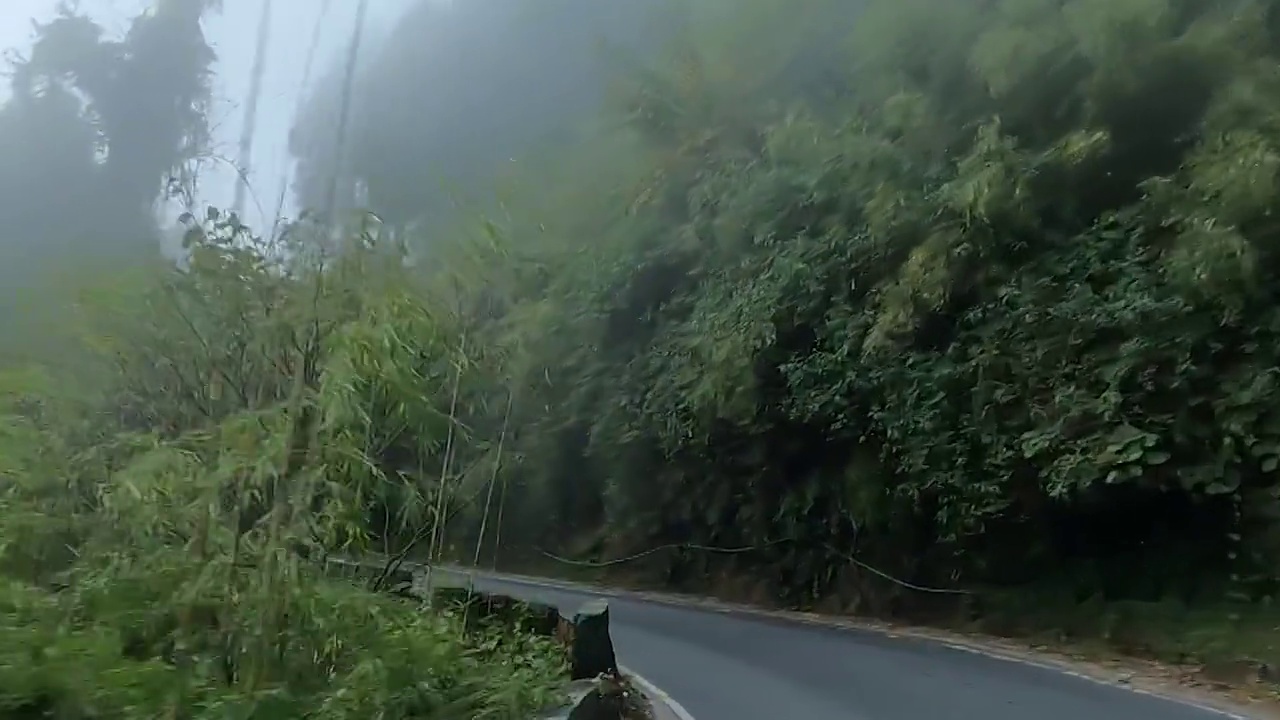 美丽的道路内的松树林在喜马拉雅山脉雾天。从移动的汽车上看。视频下载