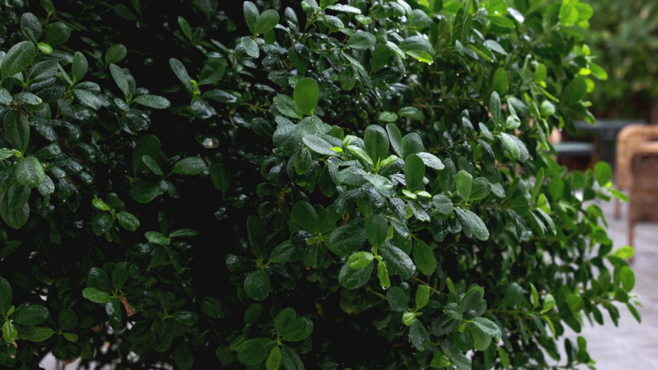 在雨季郁郁葱葱的绿色花园视频素材