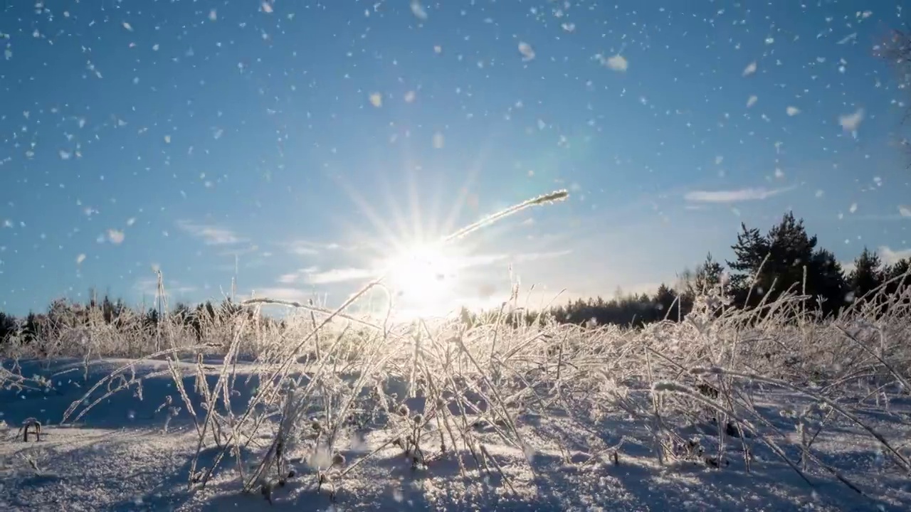 冬天的景观有降雪量，云杉树枝上的霜花，圣诞冬天的景观美丽视频素材