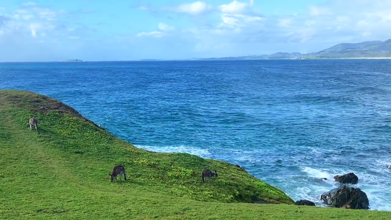 野生袋鼠在海岬吃草视频素材