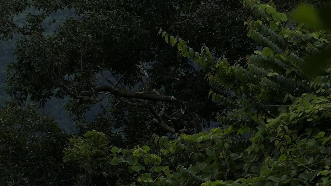 热带雨林中的大犀鸟。视频素材