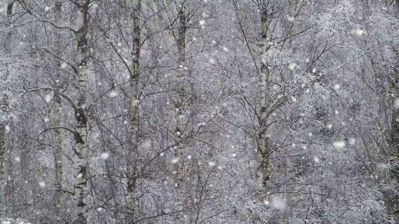 大雪对桦树的森林视频素材